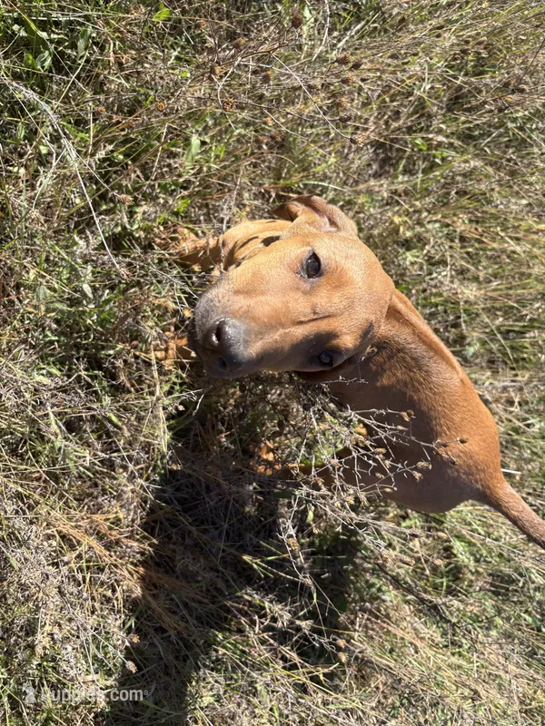 Mrs. Gray – Rhodesian Ridgeback puppy for sale in Cadillac, MI