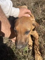 Mr. purple, a male Rhodesian Ridgeback for sale in Cadillac, MI – 7 of 10