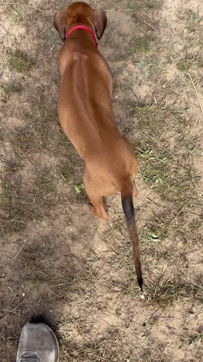 Mrs. red, a female Rhodesian Ridgeback for sale in Cadillac, MI – 7 of 10