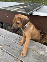 Mr. White, a male Rhodesian Ridgeback for sale in Cadillac, MI – 3 of 4