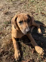 Mr. purple, a male Rhodesian Ridgeback for sale in Cadillac, MI – 9 of 10