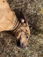 Mrs.White, a female Rhodesian Ridgeback for sale in Cadillac, MI – 3 of 6