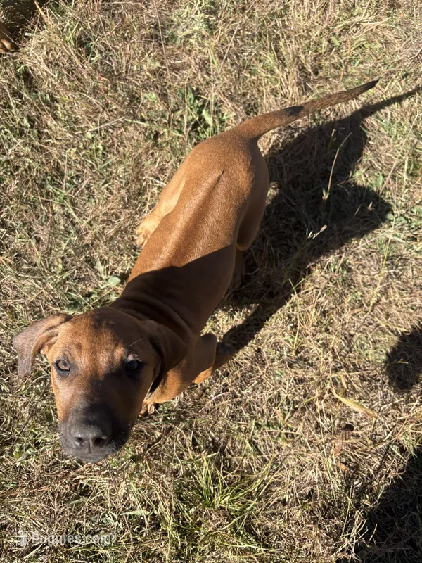 Mr. blue – Rhodesian Ridgeback puppy for sale in Cadillac, MI