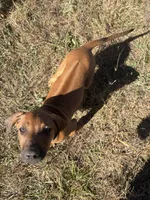 Mr. blue, a male Rhodesian Ridgeback for sale in Cadillac, MI – 1 of 6