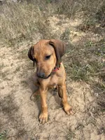 Mrs. red, a female Rhodesian Ridgeback for sale in Cadillac, MI – 6 of 10