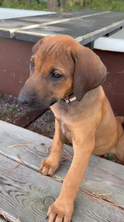 Mr. White, a male Rhodesian Ridgeback for sale in Cadillac, MI – 4 of 4