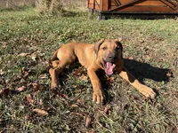 Mr. purple, a male Rhodesian Ridgeback for sale in Cadillac, MI – 10 of 10
