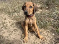 Mrs. red, a female Rhodesian Ridgeback for sale in Cadillac, MI – 4 of 10