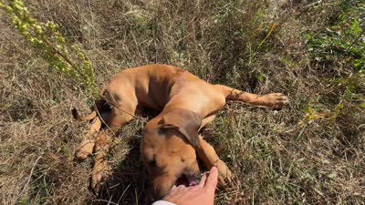 Mrs.White, a female Rhodesian Ridgeback for sale in Cadillac, MI – 6 of 6