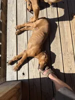 Mr. Green, a male Rhodesian Ridgeback for sale in Cadillac, MI – 6 of 7