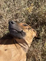 Mr. purple, a male Rhodesian Ridgeback for sale in Cadillac, MI – 4 of 10