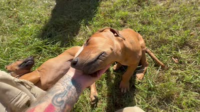 Mr. Black., a male Rhodesian Ridgeback for sale in Cadillac, MI – 6 of 6