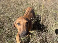 Mrs. red, a female Rhodesian Ridgeback for sale in Cadillac, MI – 9 of 10