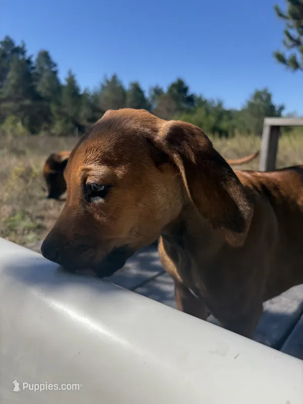 Mr. Black. – Rhodesian Ridgeback puppy for sale in Cadillac, MI