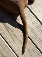 Mr. Green, a male Rhodesian Ridgeback for sale in Cadillac, MI – 5 of 7