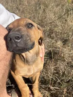 Mr. purple, a male Rhodesian Ridgeback for sale in Cadillac, MI – 6 of 10