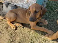 Mrs. purple, a female Rhodesian Ridgeback for sale in Cadillac, MI – 2 of 8