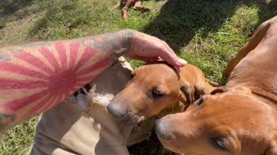 Mr. blue, a male Rhodesian Ridgeback for sale in Cadillac, MI – 6 of 6