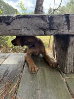 Mr. purple, a male Rhodesian Ridgeback for sale in Cadillac, MI – 3 of 4