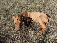 Mrs. Gray, a female Rhodesian Ridgeback for sale in Cadillac, MI – 5 of 5