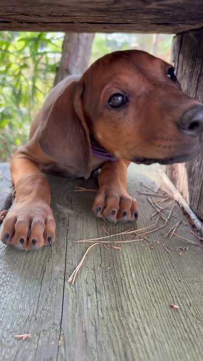 Mr. purple, a male Rhodesian Ridgeback for sale in Cadillac, MI – 4 of 4