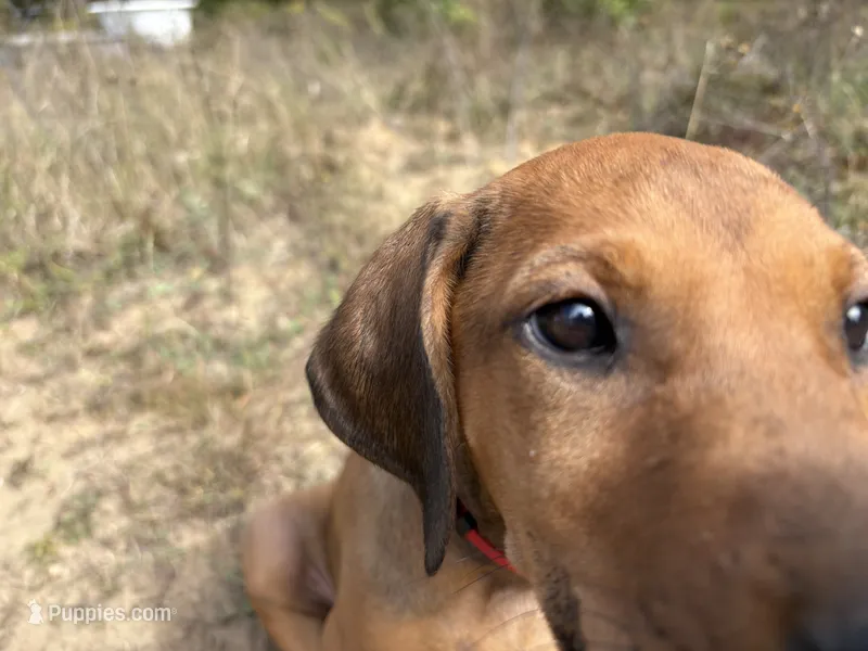 Mrs. red – Rhodesian Ridgeback puppy for sale in Cadillac, MI