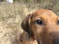 Mrs. red, a female Rhodesian Ridgeback for sale in Cadillac, MI – 1 of 10