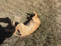 Mrs. Gray, a female Rhodesian Ridgeback for sale in Cadillac, MI – 4 of 5