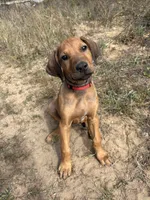 Mrs. red, a female Rhodesian Ridgeback for sale in Cadillac, MI – 3 of 10