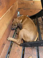 Mrs. purple, a female Rhodesian Ridgeback for sale in Cadillac, MI – 6 of 8