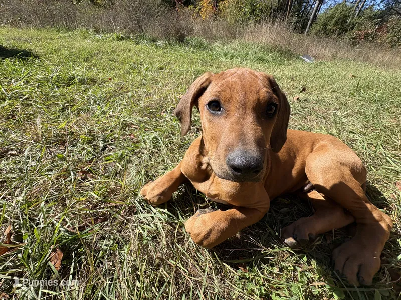 Mr. Black. – Rhodesian Ridgeback puppy for sale in Cadillac, MI