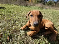 Mr. Black., a male Rhodesian Ridgeback for sale in Cadillac, MI – 1 of 6