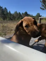 Mr. Black., a male Rhodesian Ridgeback for sale in Cadillac, MI – 2 of 6