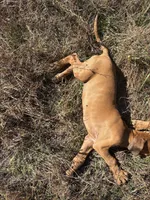 Mr. Black., a male Rhodesian Ridgeback for sale in Cadillac, MI – 4 of 6
