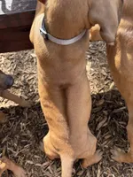Mr. White, a male Rhodesian Ridgeback for sale in Cadillac, MI – 2 of 4