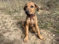 Mrs. red, a female Rhodesian Ridgeback for sale in Cadillac, MI – 5 of 10