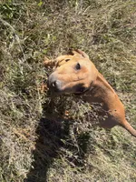 Mrs. red, a female Rhodesian Ridgeback for sale in Cadillac, MI – 8 of 10