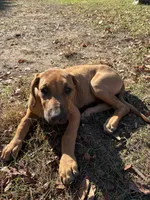 Mrs. purple, a female Rhodesian Ridgeback for sale in Cadillac, MI – 5 of 8