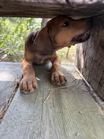 Mr. purple, a male Rhodesian Ridgeback for sale in Cadillac, MI – 2 of 4