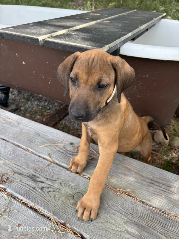 Mr. White – Rhodesian Ridgeback puppy for sale in Cadillac, MI