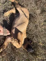 Mrs.White, a female Rhodesian Ridgeback for sale in Cadillac, MI – 4 of 6