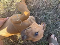 Mr. blue, a male Rhodesian Ridgeback for sale in Cadillac, MI – 2 of 6