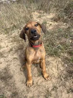 Mrs. red, a female Rhodesian Ridgeback for sale in Cadillac, MI – 2 of 10