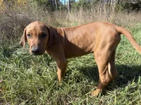Mr. blue, a male Rhodesian Ridgeback for sale in Cadillac, MI – 5 of 6