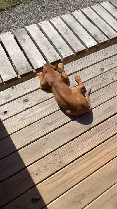 Mr. Green, a male Rhodesian Ridgeback for sale in Cadillac, MI – 7 of 7