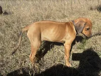 Mrs. Gray, a female Rhodesian Ridgeback for sale in Cadillac, MI – 3 of 5