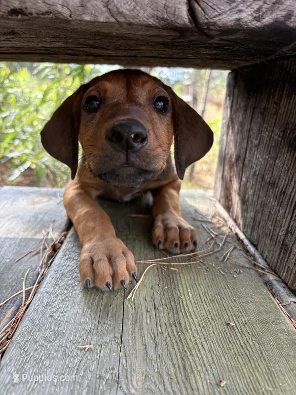 Mr. purple – Rhodesian Ridgeback puppy for sale in Cadillac, MI
