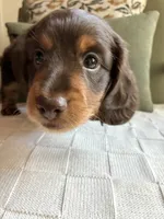 Hank, a male Miniature Dachshund for sale in Sun City, CA – 2 of 5