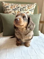 Mako, a male Miniature Dachshund for sale in Sun City, CA – 1 of 6
