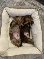 Hank, a male Miniature Dachshund for sale in Sun City, CA – 3 of 5